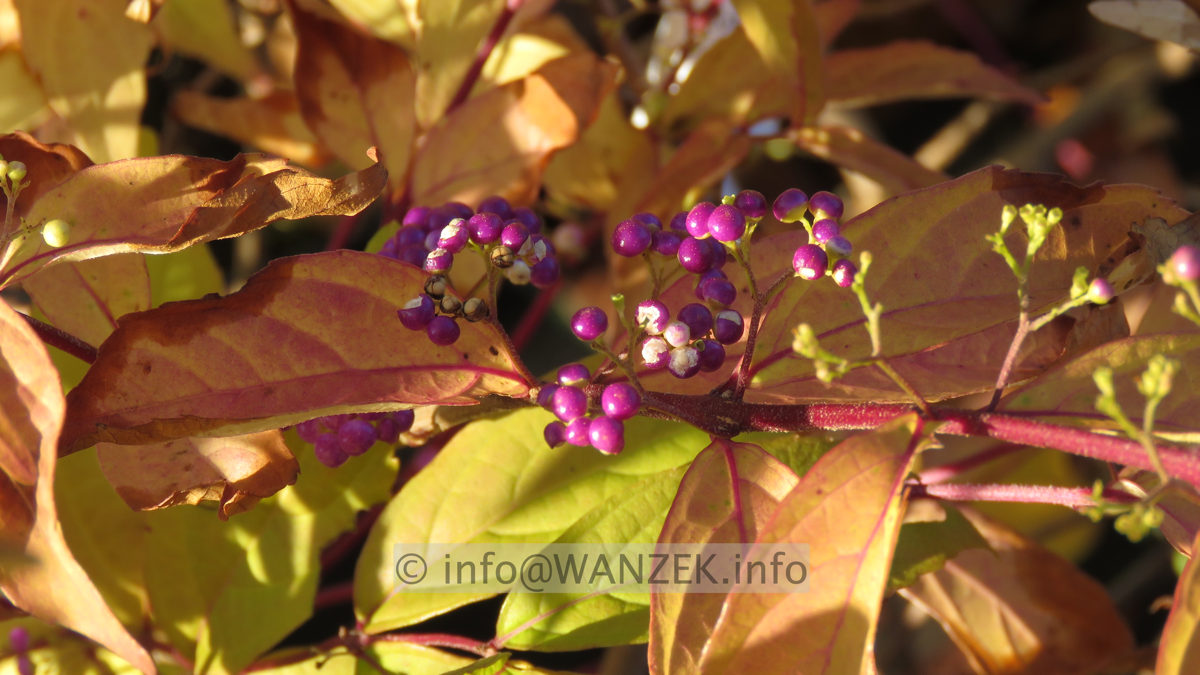 Callicarpa dichotoma Issai Beeren 1.JPG
